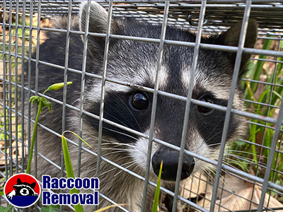 Waco raccoon trapping